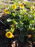Geum inclinatum